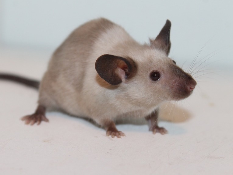 grey mouse with black ears
