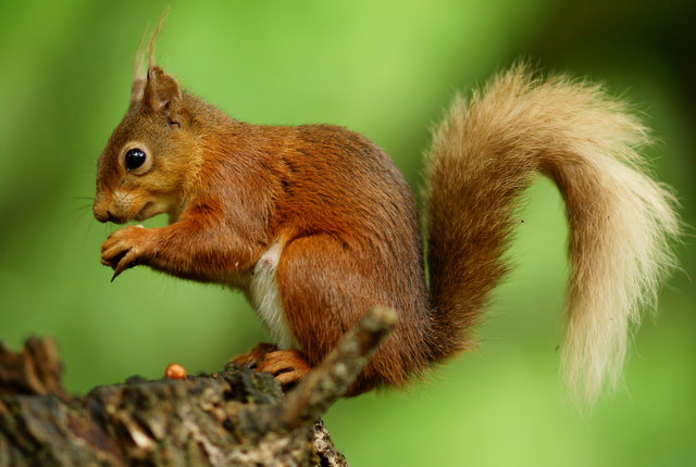squirrel on tree