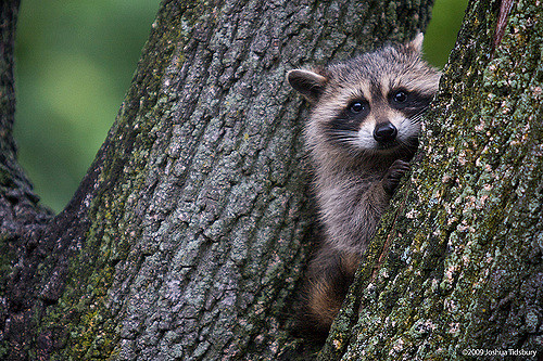 raccoon in tree