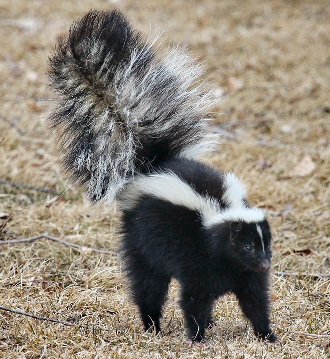 Skunk caught in central tulsa by wildlife x team tulsa