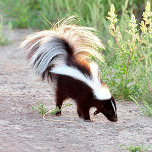 striped skunk in field